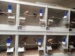 Goudvinken, Dieren en Toebehoren, Vogels | Overige Vogels