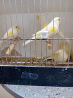 Kanaries witte geel mozaiek