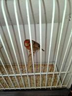 kruisingen distelvink x kanarie (mannen), Dieren en Toebehoren, Mannelijk, Wildzangvogel, Geringd