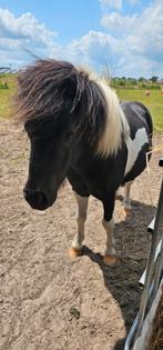 Knappe shetlander pony zoekt thuis