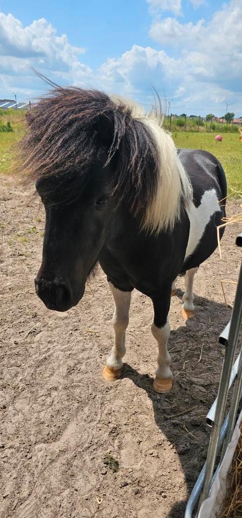 Knappe shetlander pony zoekt thuis, Dieren en Toebehoren, Stalling en Weidegang