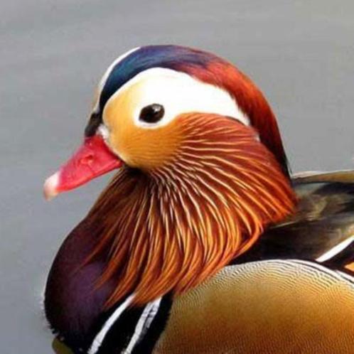 De Mandarijn eenden - Aix galericulata - Vliegend - los en o, Dieren en Toebehoren, Vogels | Overige Vogels