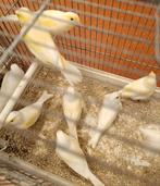 Kanaries, Dieren en Toebehoren