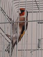 Grote wilde kleur man, Dieren en Toebehoren