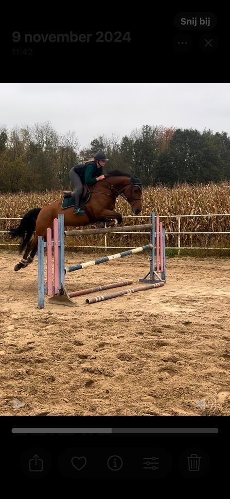 Ruiter aangeboden, Dieren en Toebehoren, Paarden en Pony's | Overige Paardenspullen, Zo goed als nieuw, Springen, Ophalen