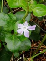 Pervenche, jeune plante.  1, 00 euro., Overige soorten, Vaste plant, Ophalen of Verzenden, Halfschaduw