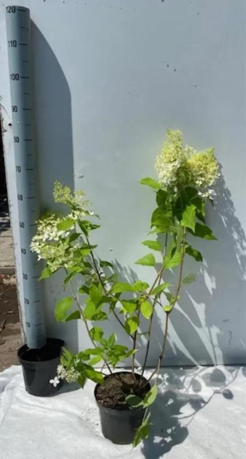 Hydrangea paniculata 'Limelight' Vaste plant 60/80 C5L, Jardin & Terrasse, Plantes | Jardin, Mi-ombre, Enlèvement ou Envoi