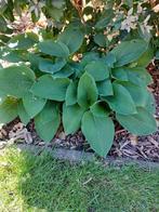 Grote hostas, Ophalen