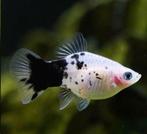 Xiphophorus Maculatus Panda Coral platy, Dieren en Toebehoren