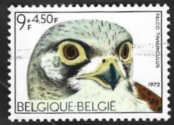 1 Postzegel België 1972 Vogels Torenvalk beschikbaar voor biedingen