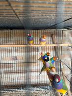 Gouldamadine, Dieren en Toebehoren, Vogels | Overige Vogels, Tropenvogel