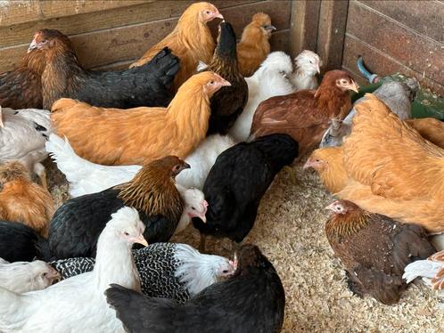 Sierkippen zondag en paasmaandag 10-16uur, Dieren en Toebehoren, Pluimvee