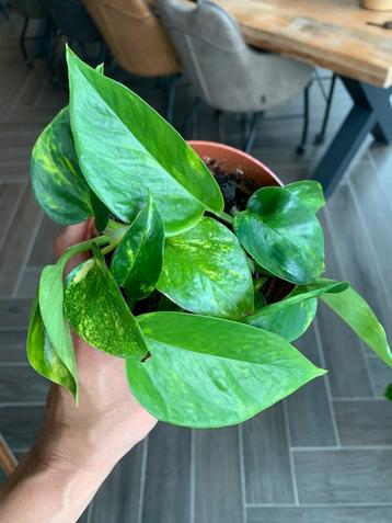 Epipremnum aureum beschikbaar voor biedingen