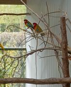 Rosella, Meerdere dieren, Parkiet, Geringd