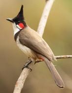 Koppel roodoorbuulbuuls Gezocht, Dieren en Toebehoren, Tropenvogel, Geringd