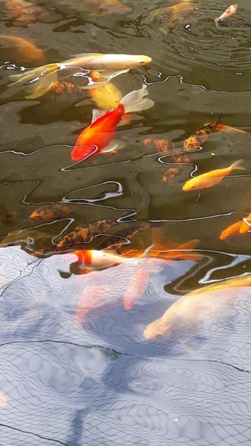  koi van 10 tot 15 cm beschikbaar voor biedingen