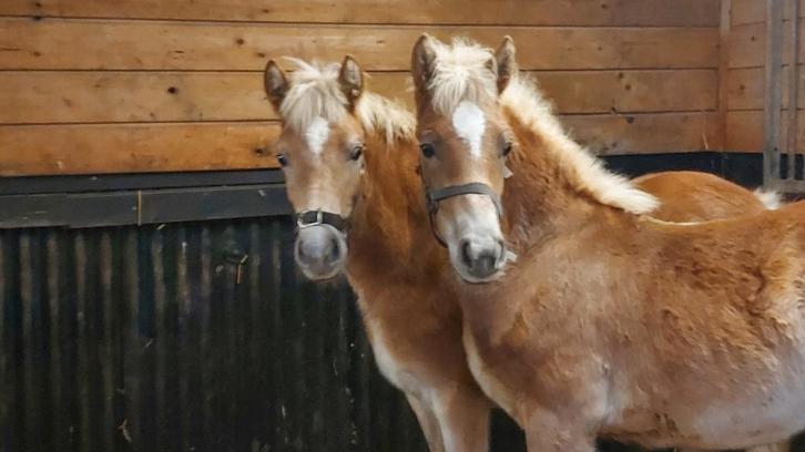 2 Mooie haflinger veulens, Animaux & Accessoires, Poneys, Plusieurs animaux