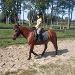 pony ruin. Ideale bixie pony., Ruin, Minder dan 160 cm, 11 jaar of ouder