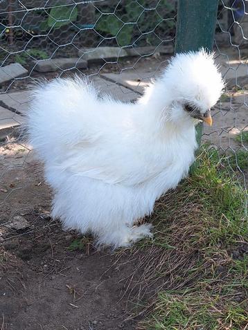 Wit Amerikaans zijdehoender haantje, Mâle, Poule ou poulet