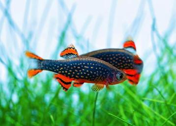 Celestichtys Margaritas/ Galaxy Rasbora (Danio)