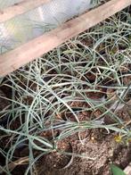 yucca torreyi, Tuin en Terras, Ophalen