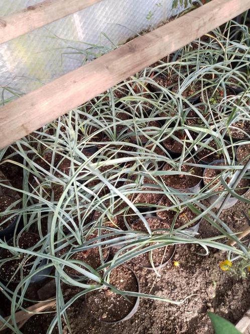 yucca torreyi, Tuin en Terras, Planten | Tuinplanten, Ophalen