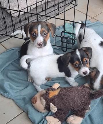 Leuke jack russell pups op boerderij, ouders aanwezig