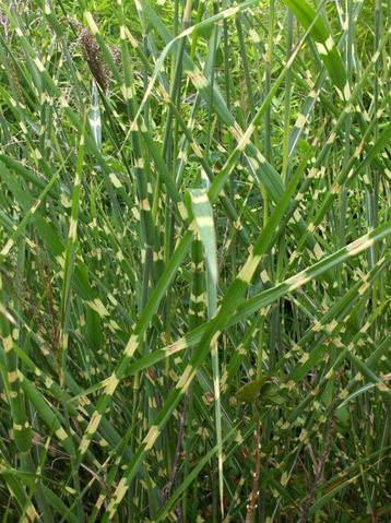 Siergras Miscanthus Strictus Prachtriet beschikbaar voor biedingen