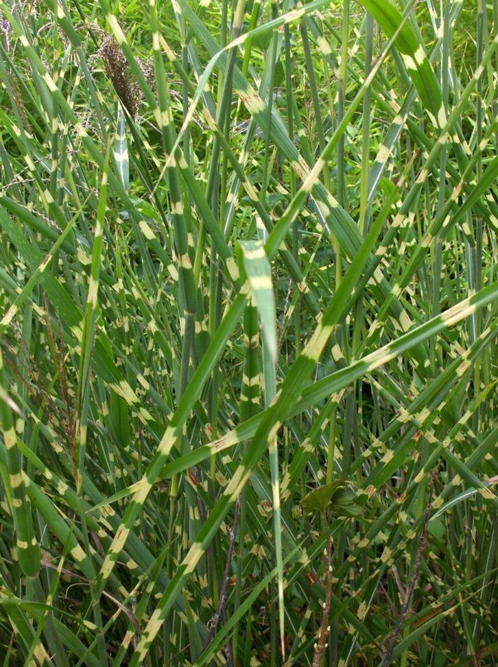 Siergras Miscanthus Strictus Prachtriet, Tuin en Terras, Planten | Tuinplanten, Vaste plant, Siergrassen, Volle zon, Herfst, Ophalen