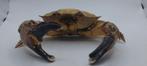 Krabtaxidermie: collectie curiositeiten, Ophalen of Verzenden, Nieuw, Overige typen