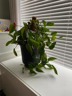 Mooie kamerplant - incl pot 60cm, Huis en Inrichting, Kamerplanten, Ophalen