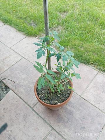 Tomaten plant sweety beschikbaar voor biedingen
