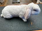Koppel rex widder, Dieren en Toebehoren, Konijnen, Meerdere dieren, Dwerg, Hangoor, 0 tot 2 jaar