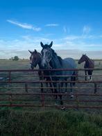 Knappe 2,5 jarige merrie, Dieren en Toebehoren, Paarden, Merrie, Springpaard, Gechipt, 0 tot 2 jaar