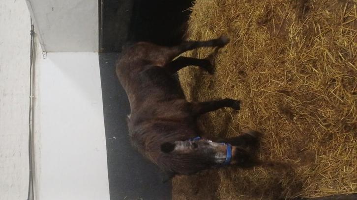 Kinderpony  weidemaatje, Dieren en Toebehoren, Paarden, Merrie
