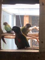 Pyrrhura perlata 2025, Dieren en Toebehoren, Geringd