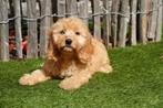 Prachtige Cockapoo pups (abrikoos en zwart-wit), Dieren en Toebehoren, België, Overige rassen, CDV (hondenziekte), 8 tot 15 weken