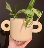 Prachtige bloempot, Enlèvement