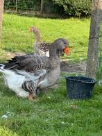 Ik zoek toulouse dwelap  man, Dieren en Toebehoren, Pluimvee