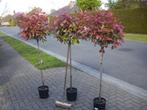 Photinia op stam 90 cm-groenblijvend-lot van 6 stuks, 100 tot 250 cm, Zomer, Ophalen, Volle zon