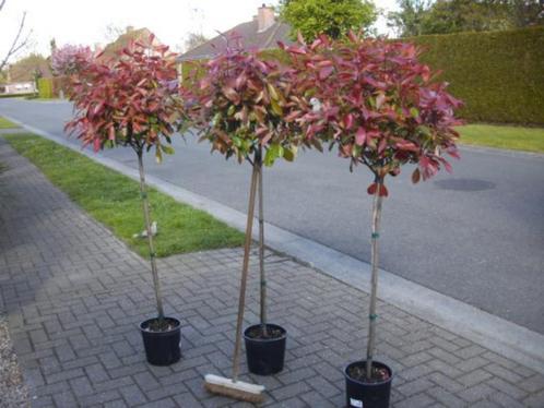 Photinia op stam 90 cm-groenblijvend-lot van 6 stuks, Tuin en Terras, Planten | Bomen, Bolboom, 100 tot 250 cm, Volle zon, Zomer