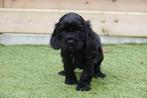 Prachtige engelse cocker spaniel pups (ouders aanwezig), Dieren en Toebehoren, België, CDV (hondenziekte), 8 tot 15 weken, Meerdere