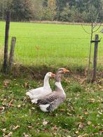 Koppel Ganzen, Dieren en Toebehoren, Pluimvee