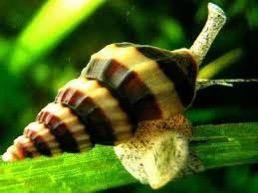 Anatome Helena (escargot mangeur d'escargots)