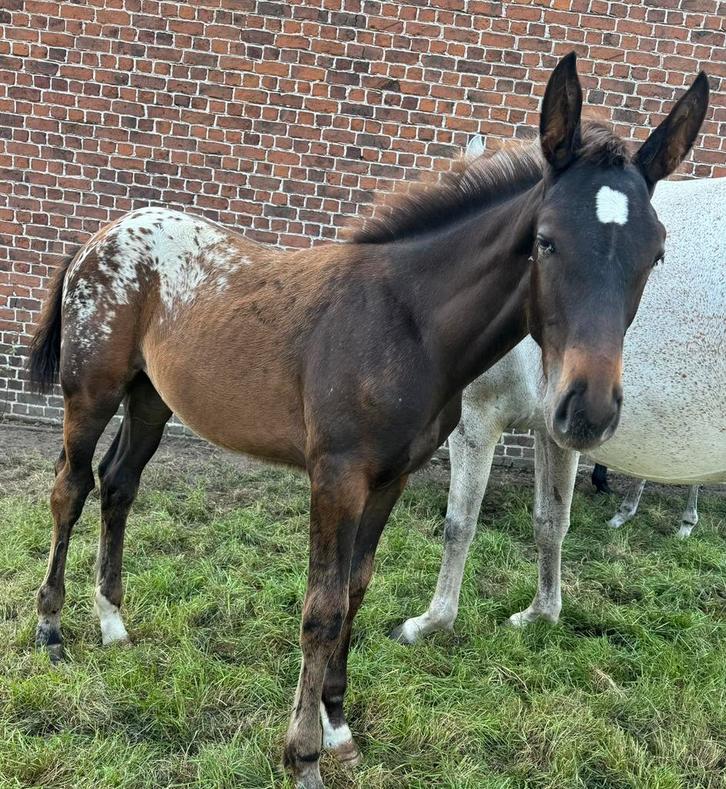 Pouliche Zangersheide 2025 par J-Nius VVZ, Dieren en Toebehoren, Paarden, Merrie, Z, 0 tot 2 jaar, Springpaard, Met stamboom, Gechipt