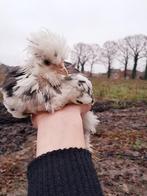 Usa zijdehoen mottled haantje., Dieren en Toebehoren, Pluimvee, Mannelijk, Kip