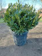 Prunus Ottoluycken bolvorm, Tuin en Terras, Planten | Bomen, Ophalen, Volle zon