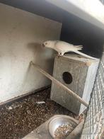 Halsbandparkieten : Man & Pop, Meerdere dieren, Parkiet, Geringd