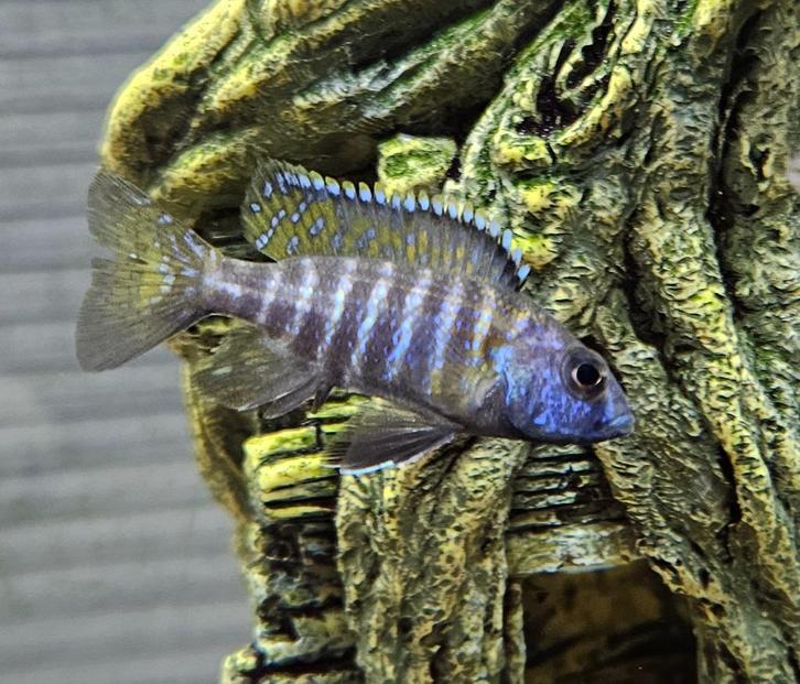 Aulonocara stuartgranti malawi cichliden, Dieren en Toebehoren, Vissen | Aquariumvissen, Zoetwatervis, Vis