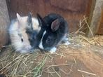 Dwerg konijntjes, Dieren en Toebehoren, Konijnen